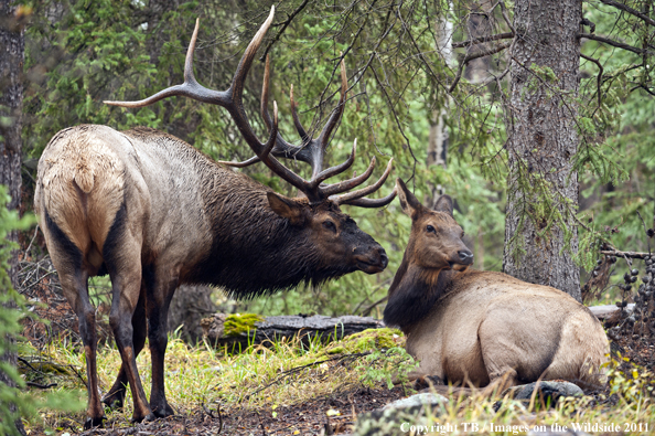 Rocky Mountain bull elk with cow. 