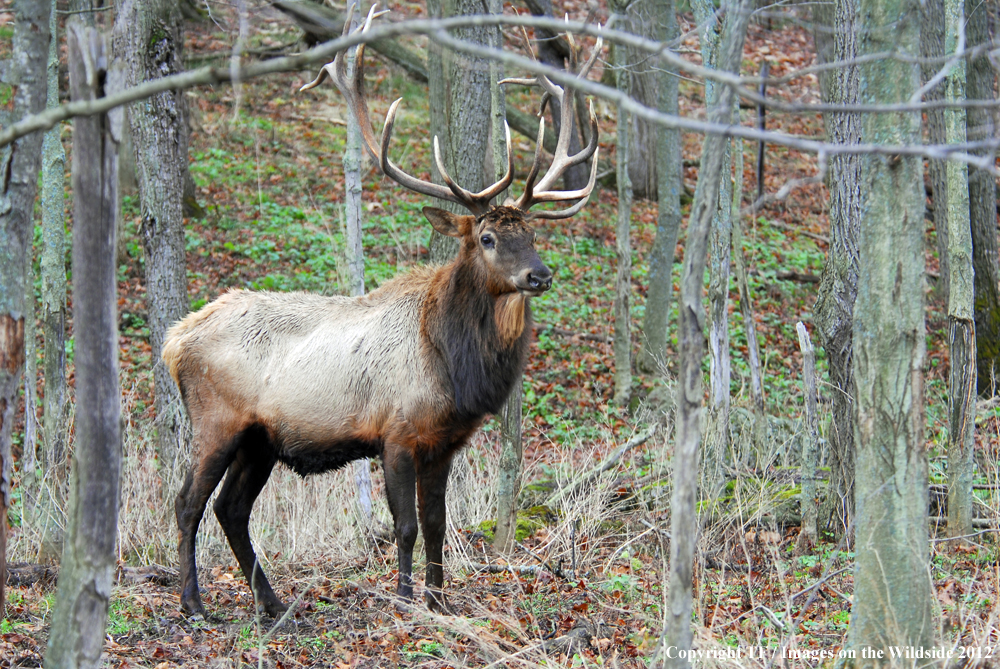 Rock Mountain Elk in habitat. 