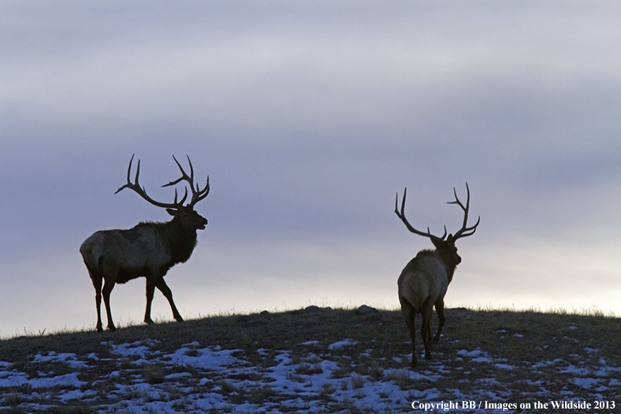 Rocky Moutain Elk in habitat.