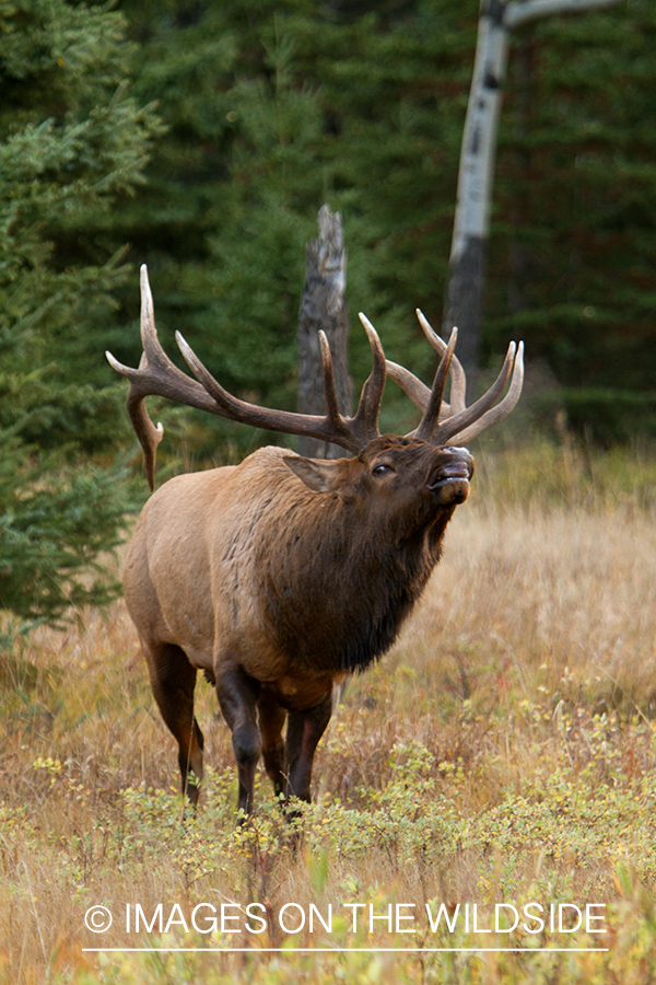 Rocky Mountain Bulll Elk in threating display during the rut.