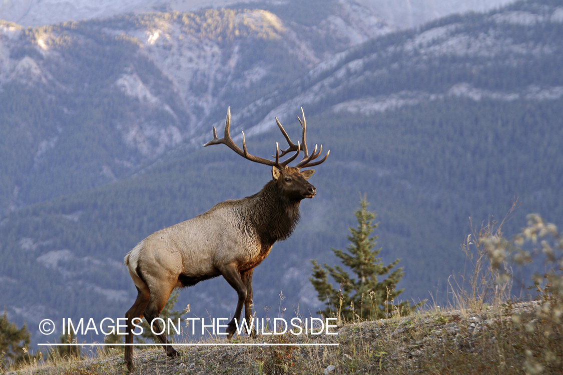 Rocky Mountain Bull Elk in habitat.