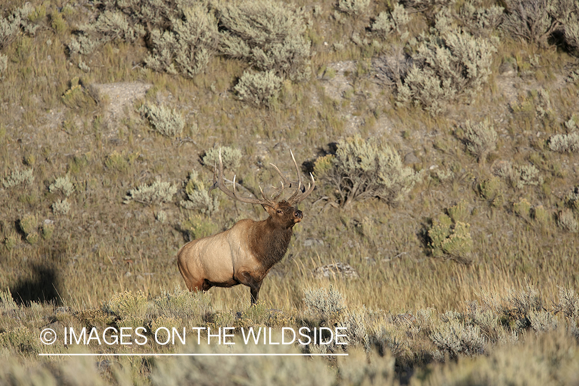 Rocky Mountain Bull Elk in habitat.