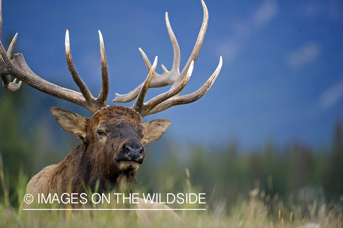 Bull elk resting in field.