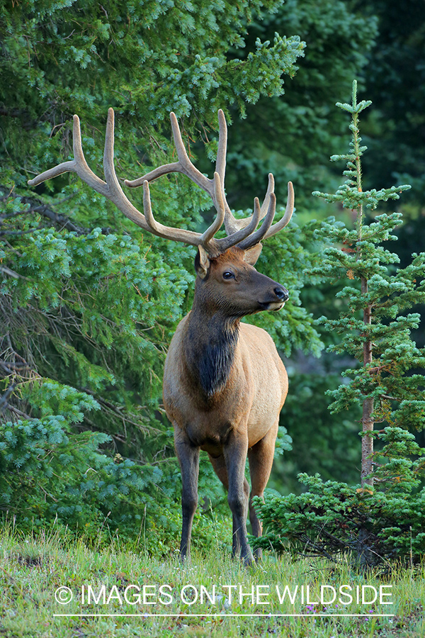 Rocky Mountain Bull Elk in Velvet.