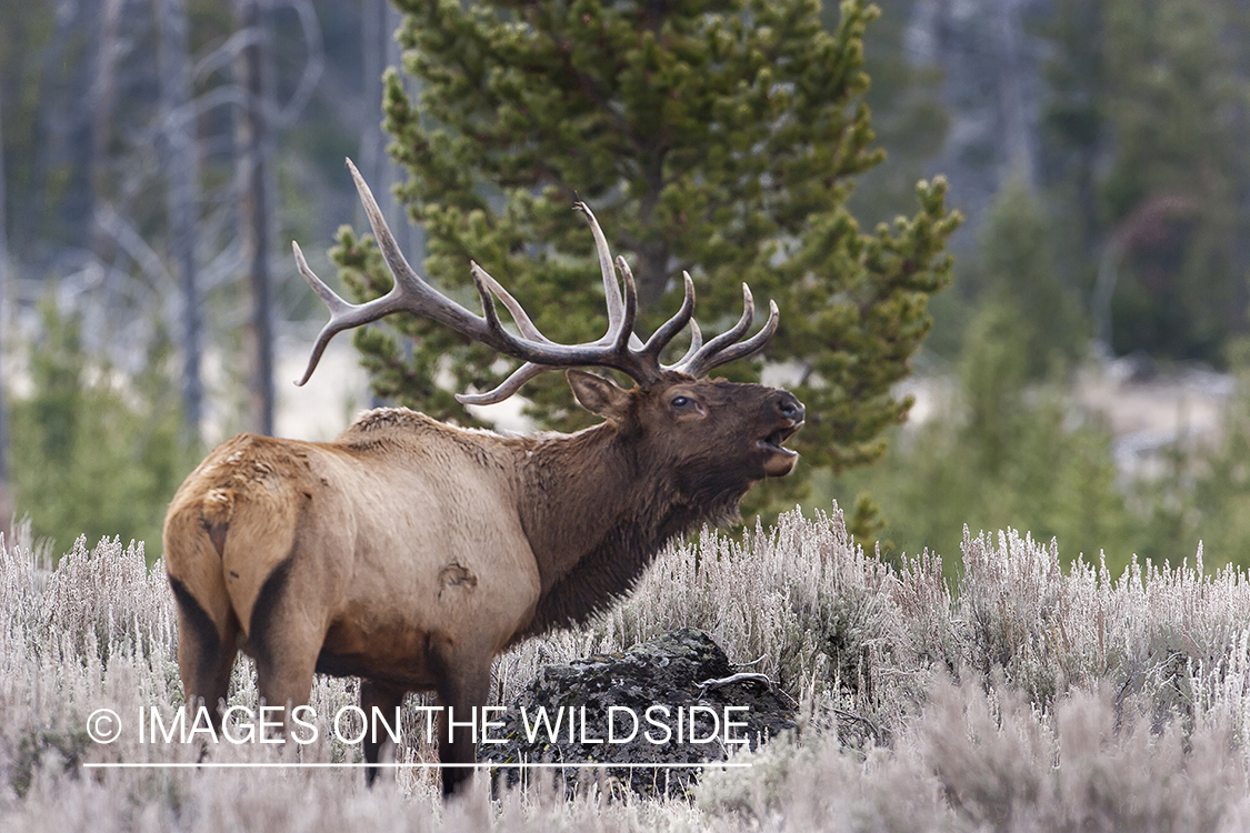 Elk bugling in field.