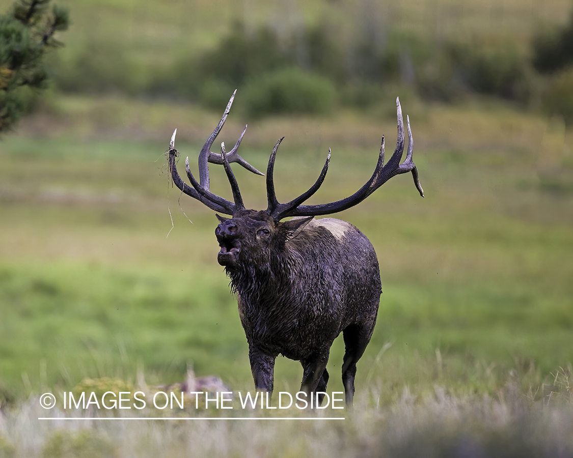 Bull elk bugling.