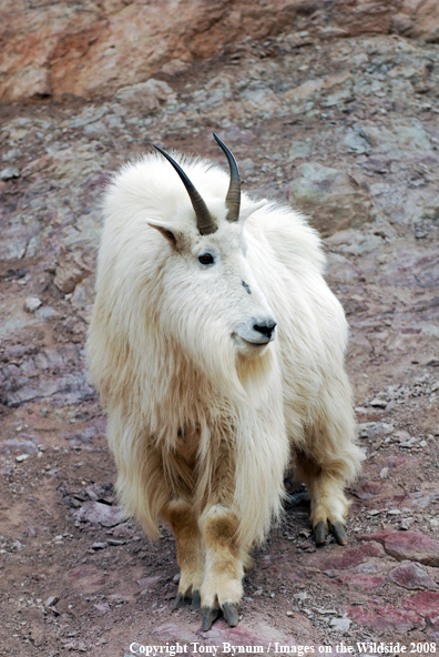 Billy Mountain Goat