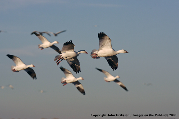 Snow geese in habitat.