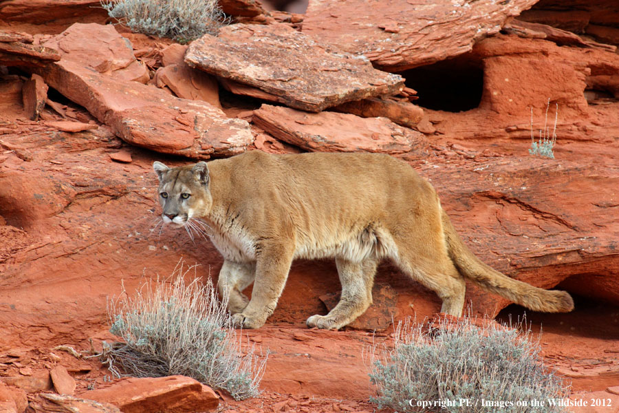 Mountain Lion in habitat.