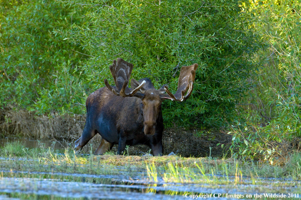 Shiras Moose in habitat. 