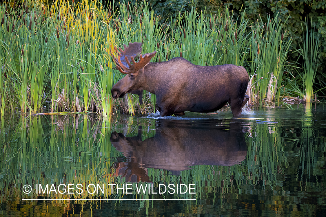 Bull moose wading through water.