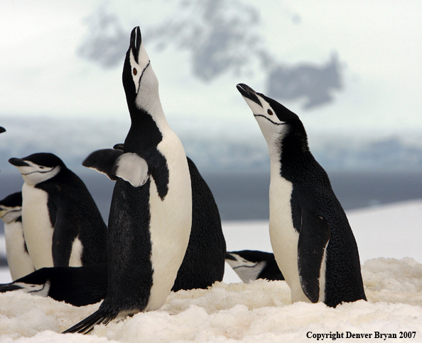 Chinstrap penguin in habitat