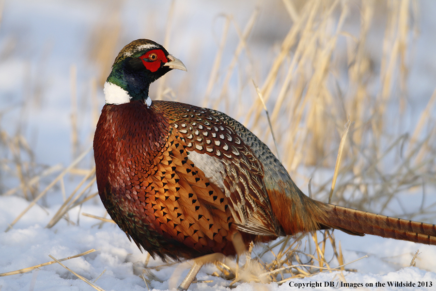 Ring-necked pheasant in field.