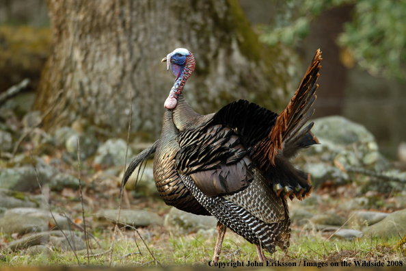 Eastern Wild Turkey