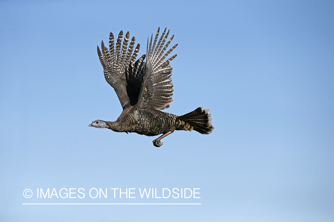 Eastern Wild Turkey in flight.