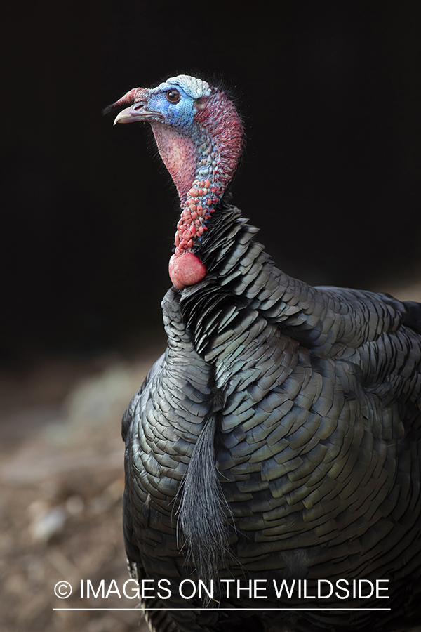 Merriam's turkey in habitat.