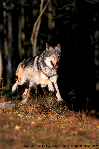 Gray Wolf running