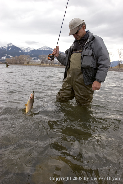 Fisherman landing Yellowstone cutthroat trout.