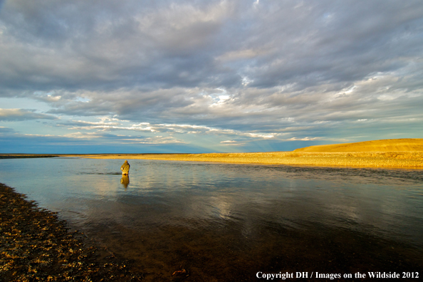 Flyfisherman in Tierra del Fuego. 