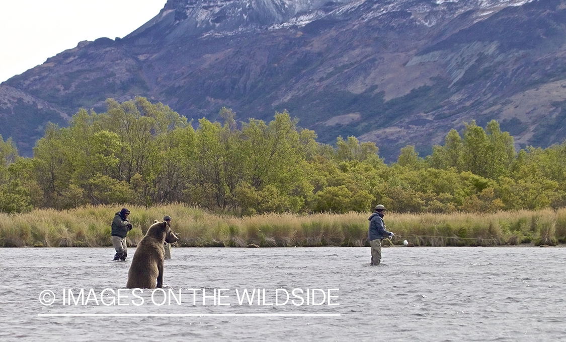 Flyfishermen flyfishing with brown bear watching. 