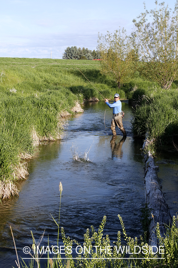 Flyfisherman with jumping trout on the line.