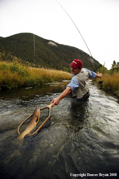 Flyfisherman Landing Cutthroat Trout