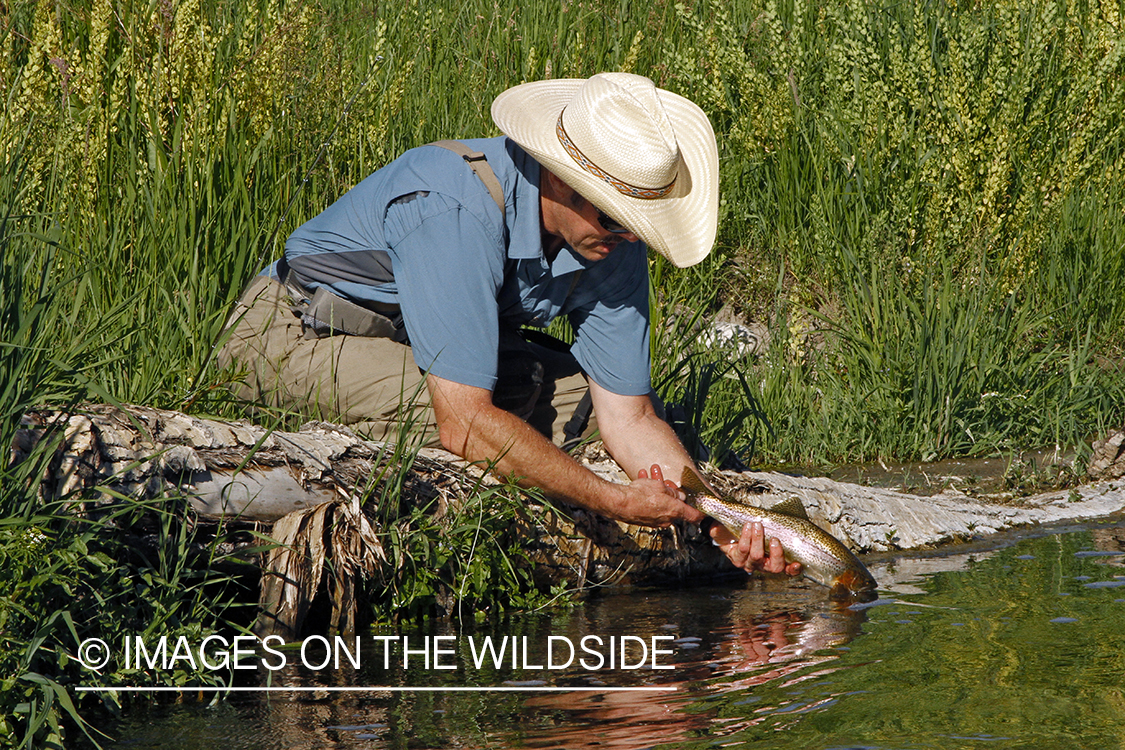 Flyfisherman releasing rainbow trout.