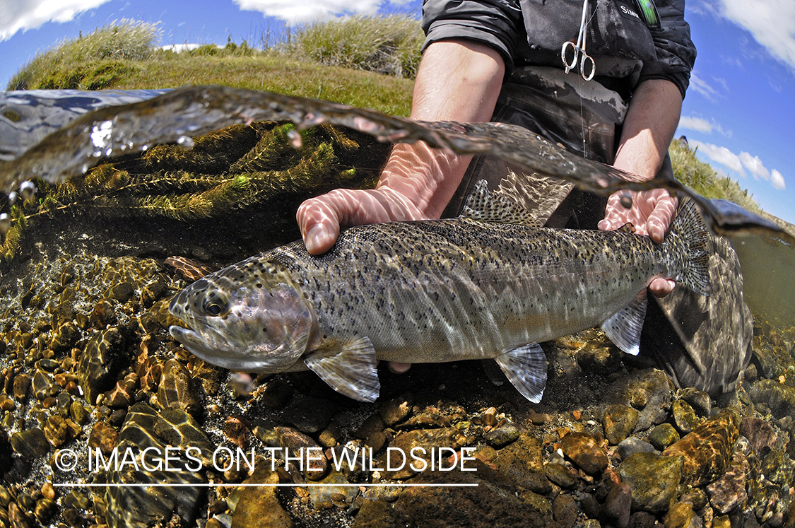 Flyfisherman releasing rainbow trout.