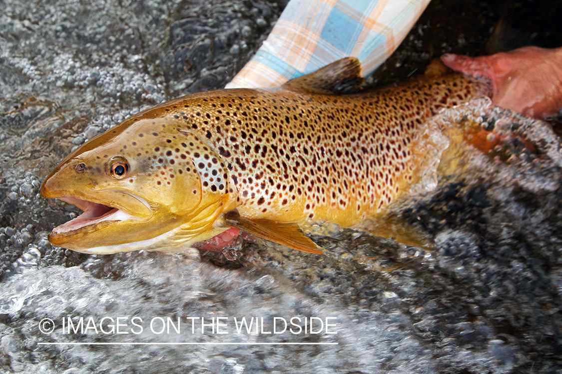 Flyfisherman releasing brown trout.