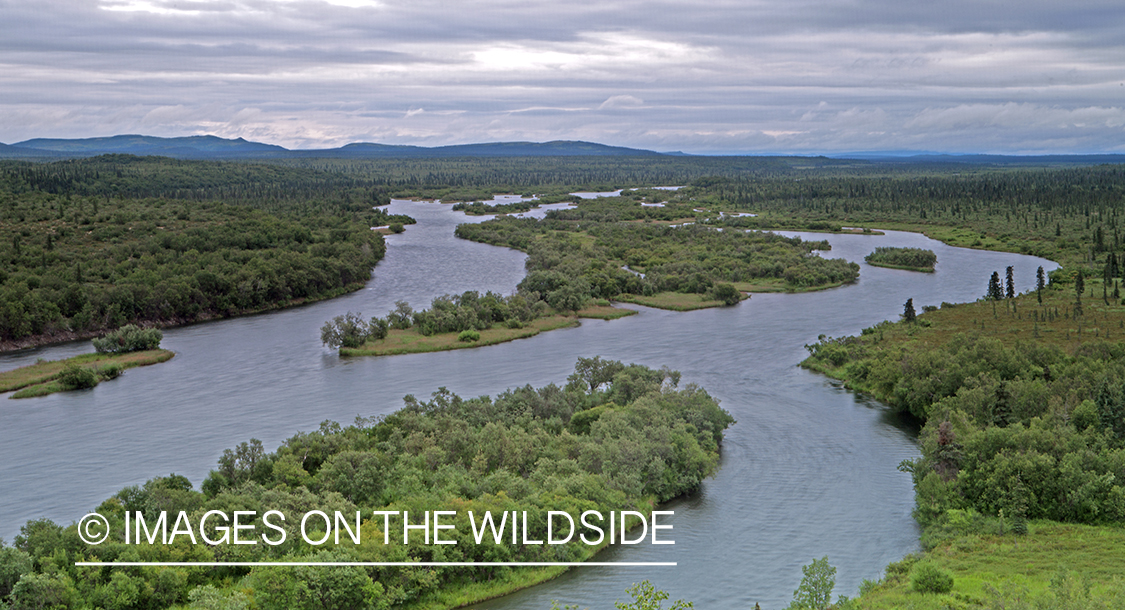 Aerial view of Alagnak river in Alaska. 