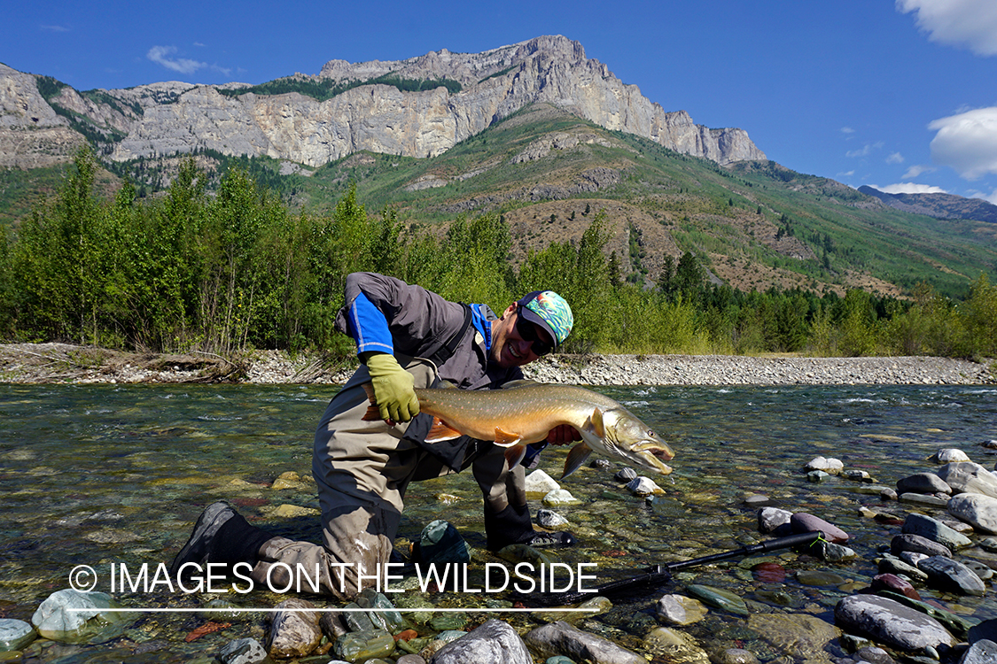 Flyfisherman releasing bull trout.