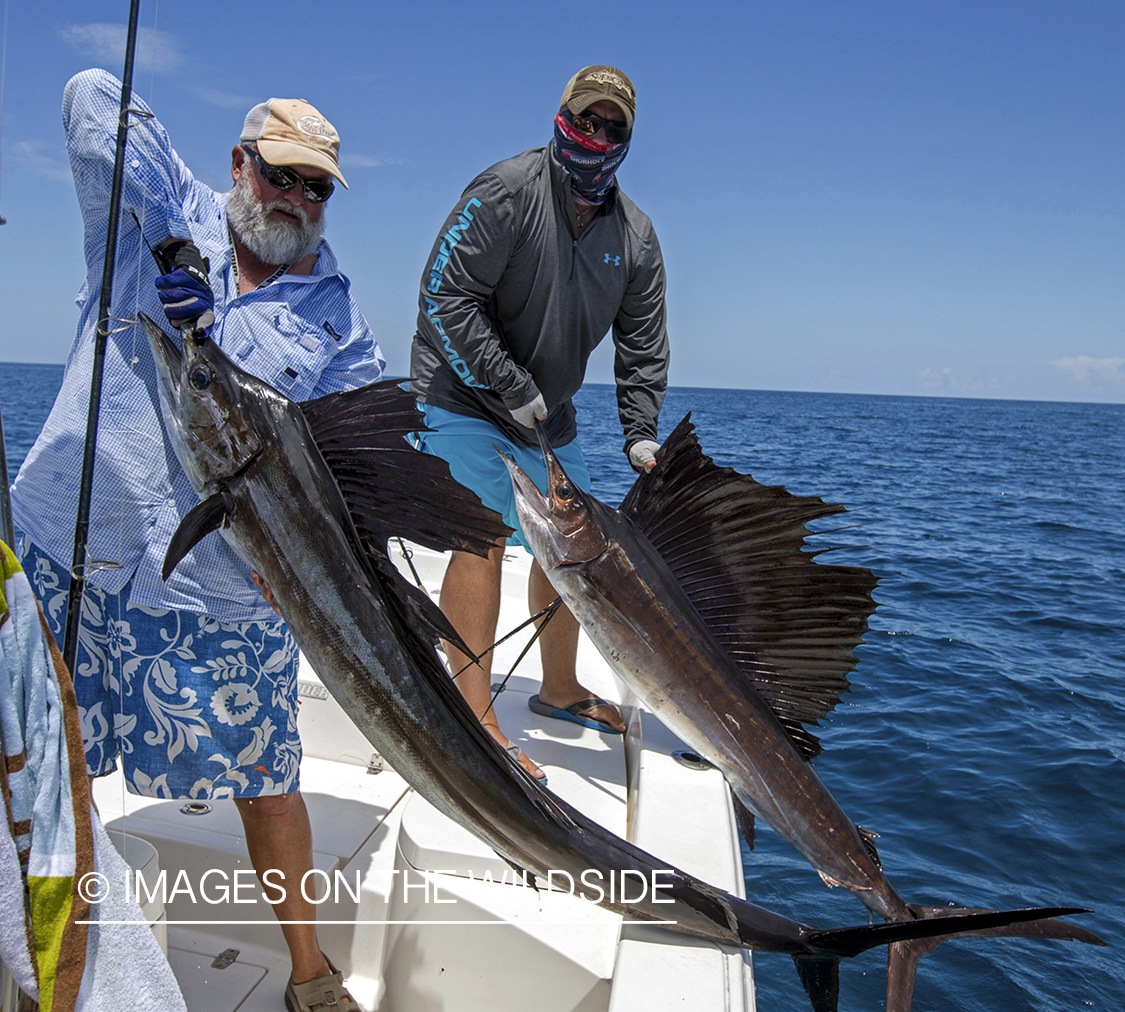 Flyfisherman landing Sailfish.