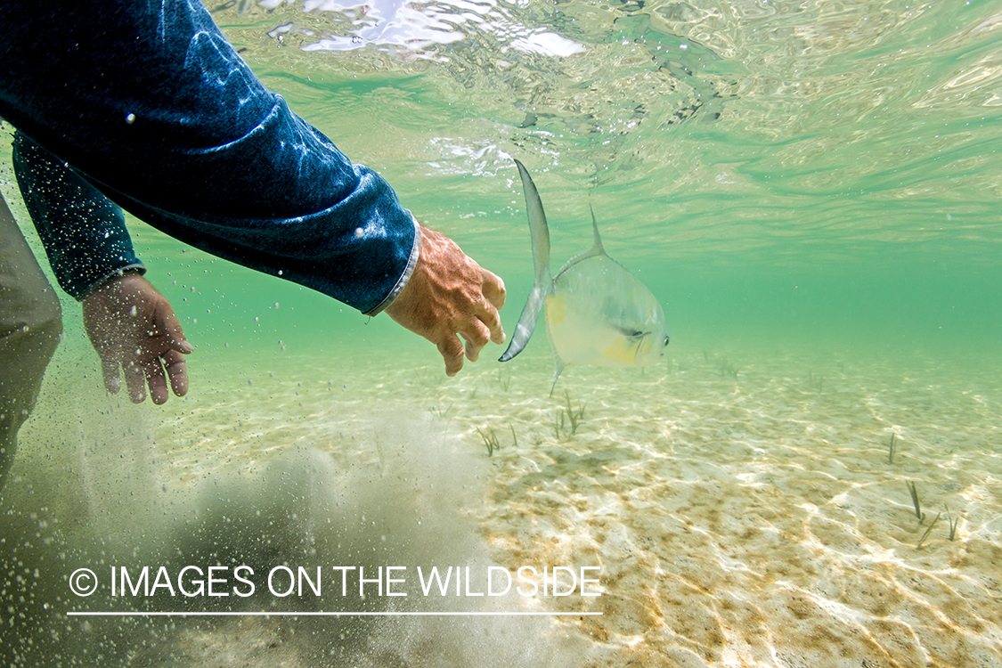 Flyfisherman releasing Permit.