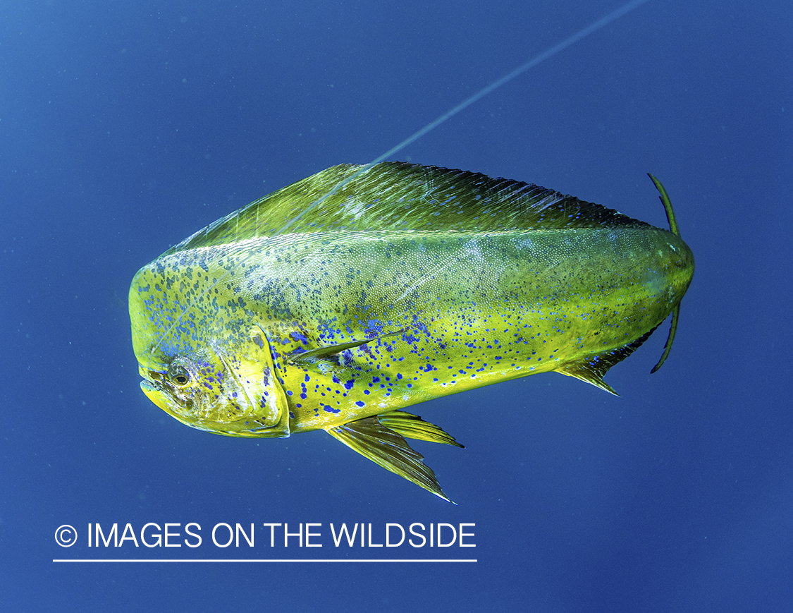 Hooked Dorado underwater.