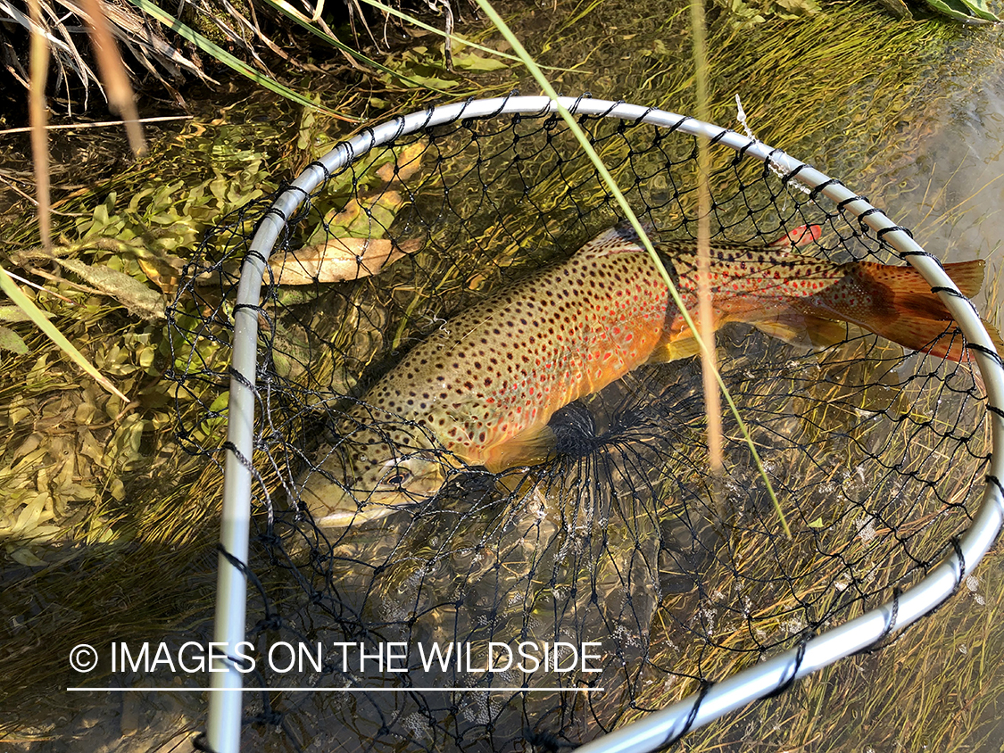 Releasing brown trout.