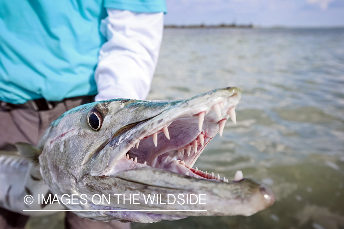 Flyfisherman releasing Barracuda.