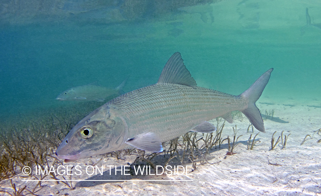 Bonefish in habitat.