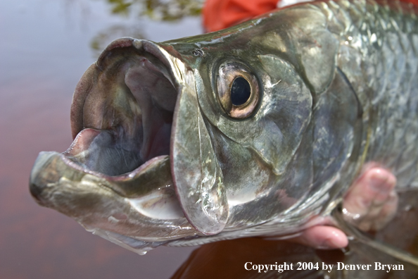 Flyfisherman w/tarpon 