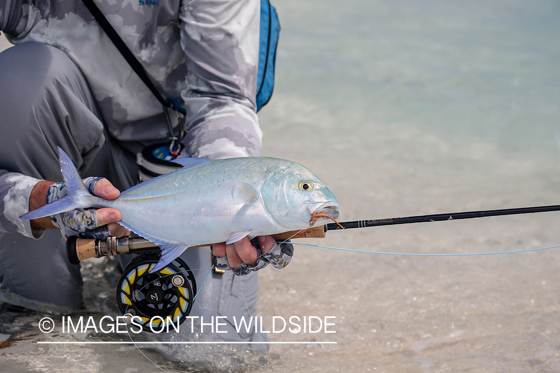 Flyfisherman with bluefin trevally.