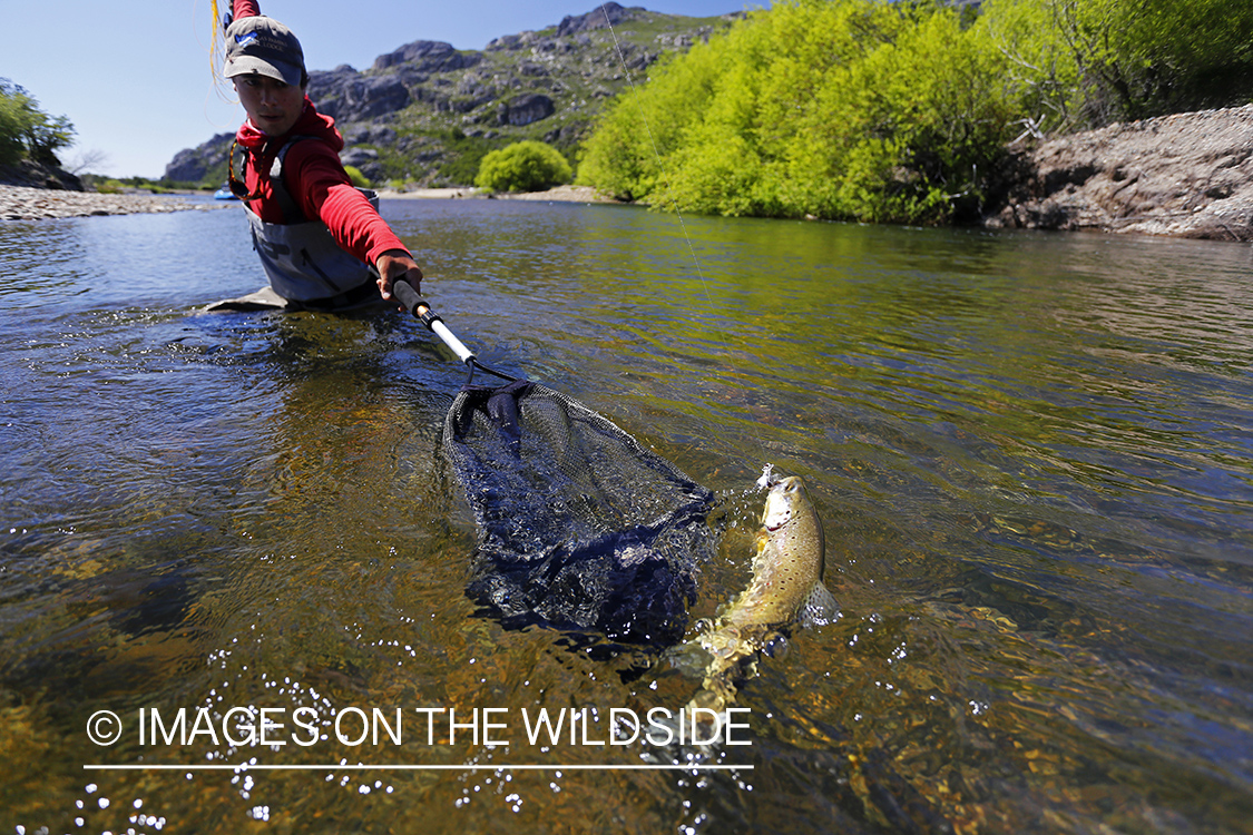 Flyfisherman landing brown trout in net.