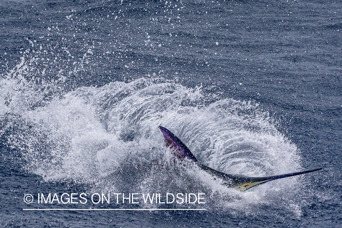 Marlin (blue) jumping.