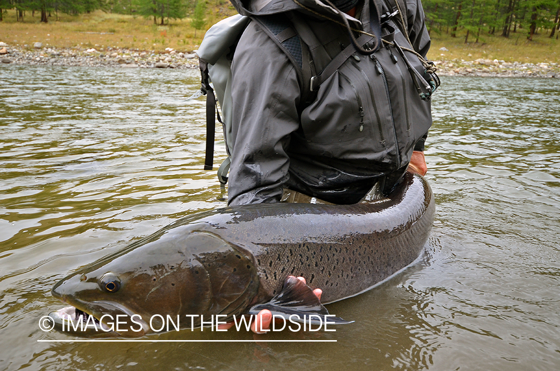 Fly fisherman releasing Taimen.