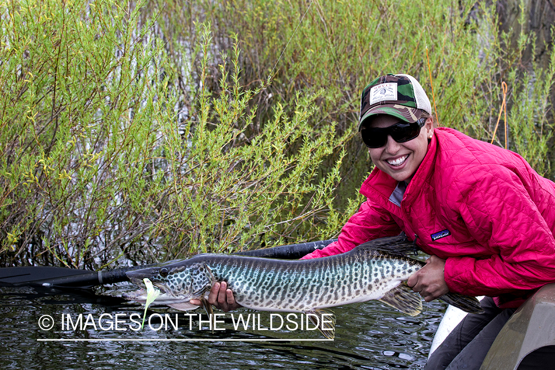 Flyfishing woman with tiger muskie.