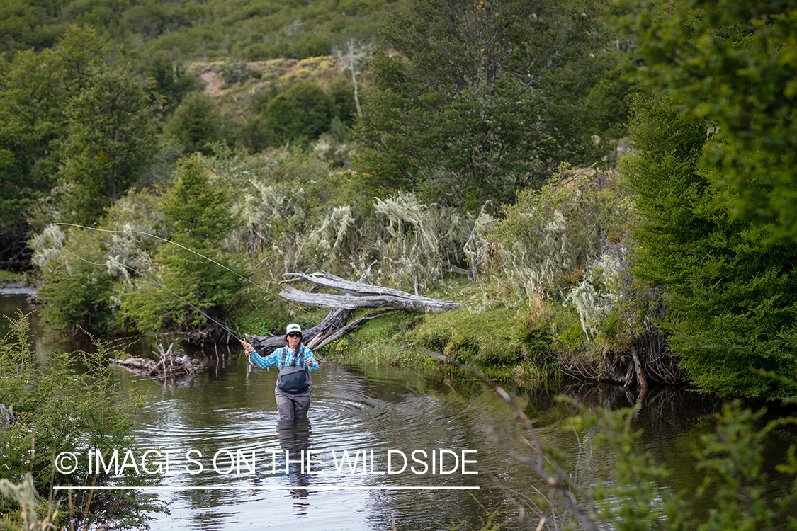 Woman fly fishing guide(Marcela Appelhanz) on stream.