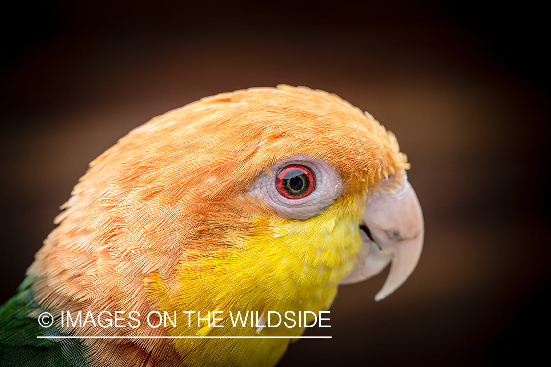 Flyfishing for Golden Dorado in Bolivia. (parrot)