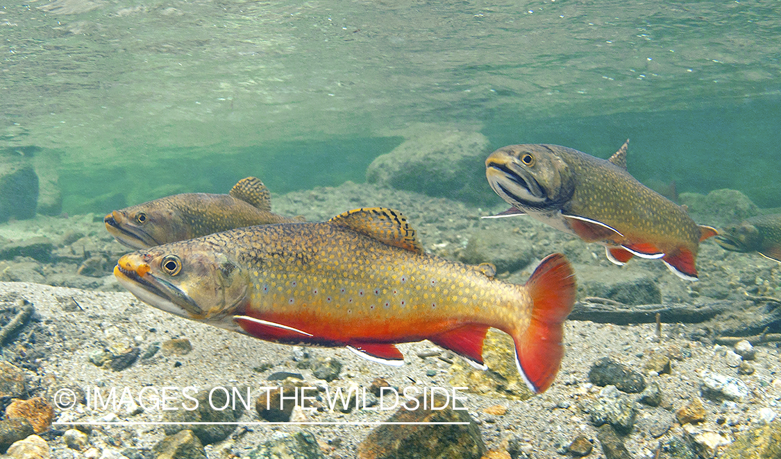 Brook trout in habitat.