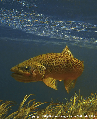 Underwater brown trout 