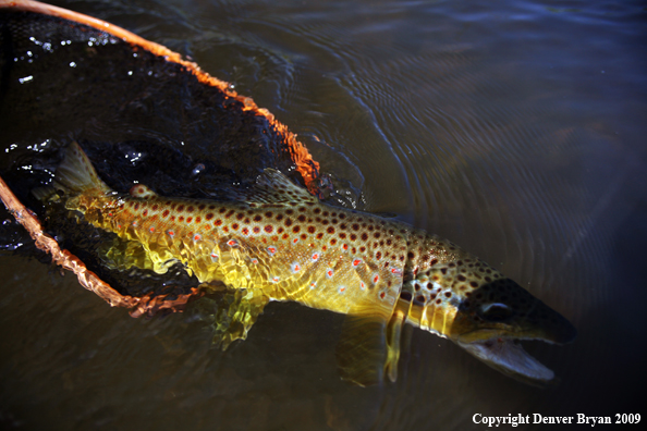 Brown trout underwater