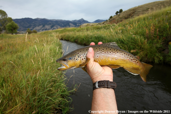 Flyfisherman holding brown trout. 