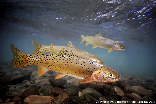 Bonneville Cutthroat, Smith Fork, WY. 